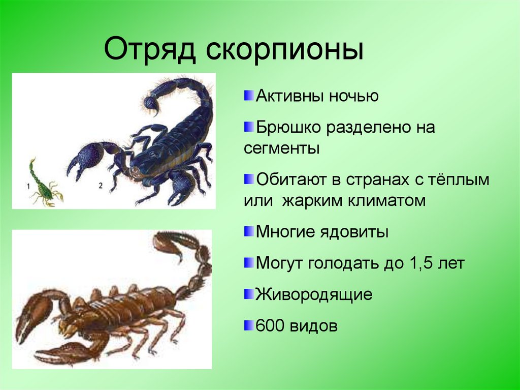 Презентация на тему скорпионы
