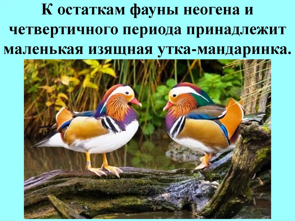 К остаткам фауны неогена и четвертичного периода принадлежит маленькая изящная утка-мандаринка.
