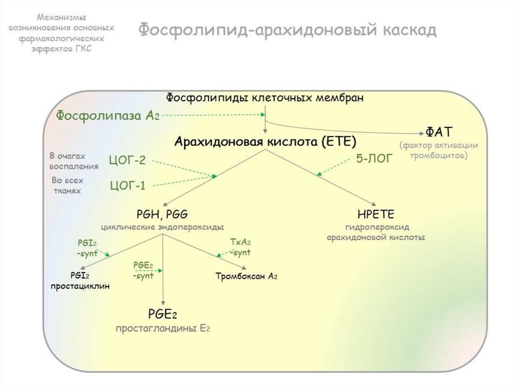 Каскад арахидоновой кислоты схема