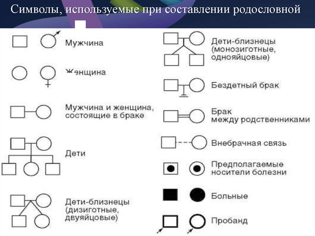 Презентация составление родословных 10 класс - 92 фото