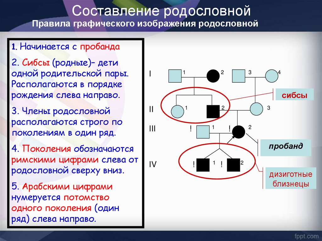 Правила графического. Правила графического изображения родословной. Методика составления родословной. Принцип составления родословных. Этапы составления родословной.