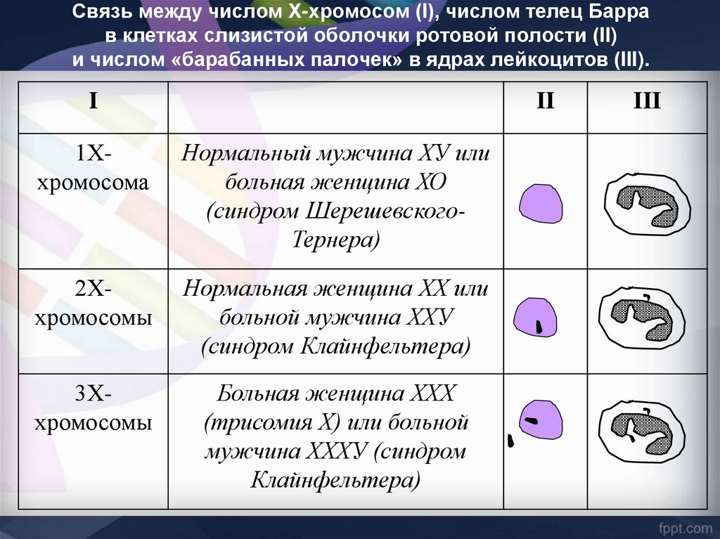 Тельце барра в каких клетках