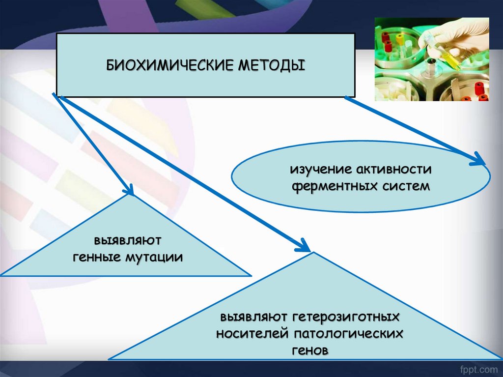 Презентация 9 класс методы изучения наследственности человека