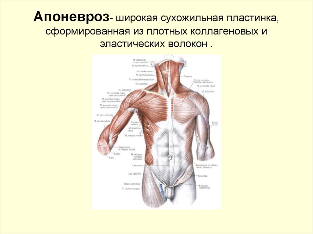 Анатомия это простыми словами. Сухожильный апоневроз.