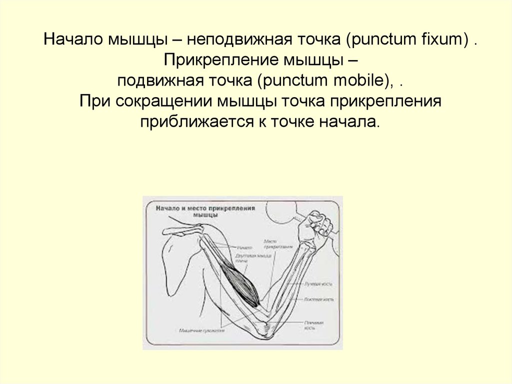 Начало мышцы. Точка начала и точка прикрепления мышц. Фиксированная и подвижная точка мышцы. Подвижные и неподвижные точки мышц. Подвижная и неподвижная точка прикрепления мышцы.