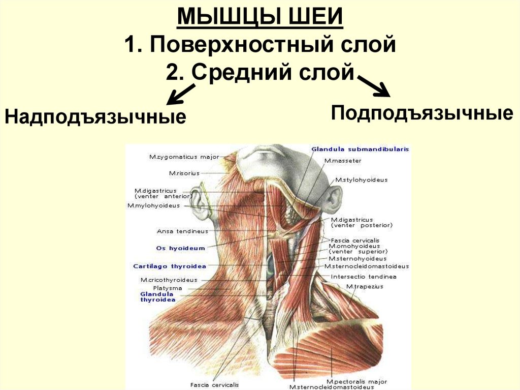 Шейные мышцы фото