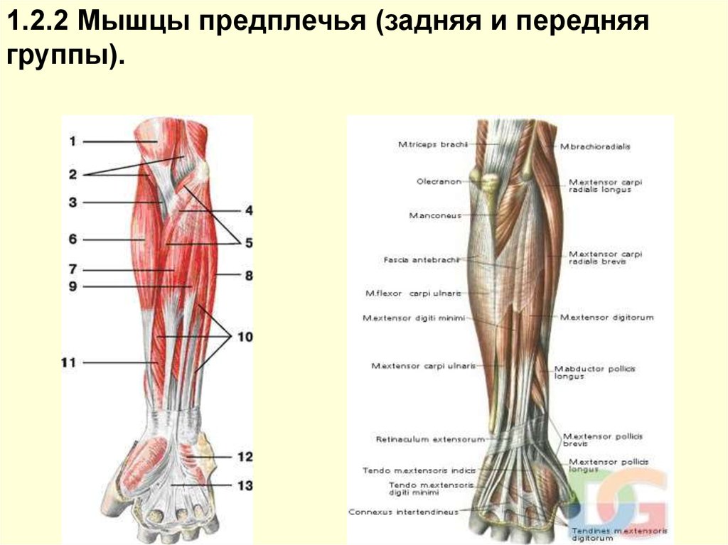 Группы мышц предплечья