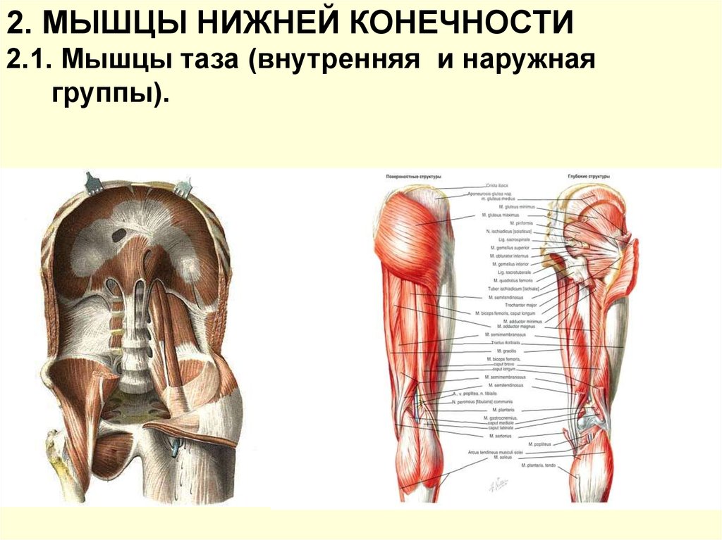 К мышцам таза относятся