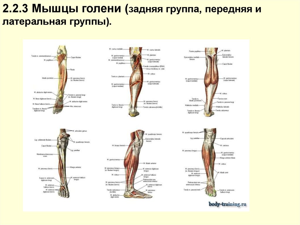 Голень человека анатомия