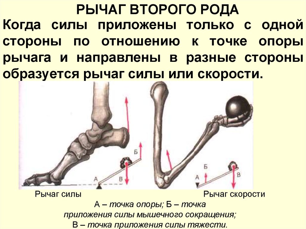 Силы рычагов человека