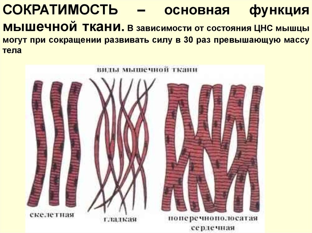 Виды мышечной ткани с картинками