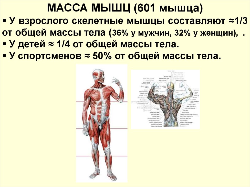 Мышцы составляют 42 веса