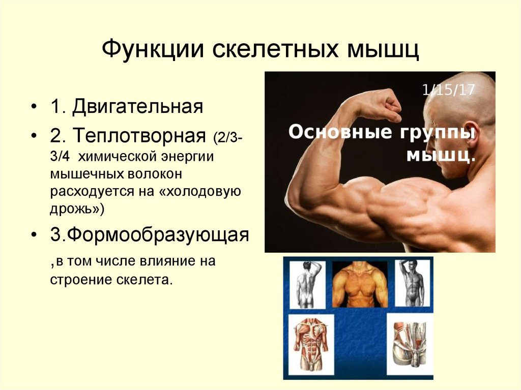 Составляет скелетную мускулатуру