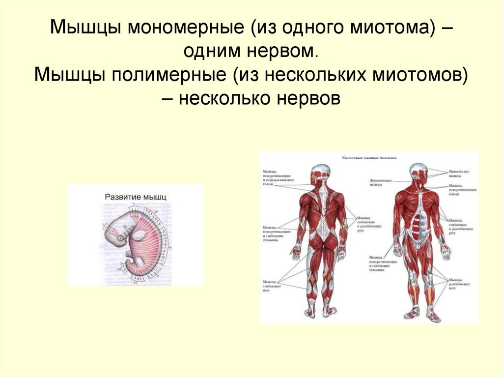 Нмб нервно мышечных болезней