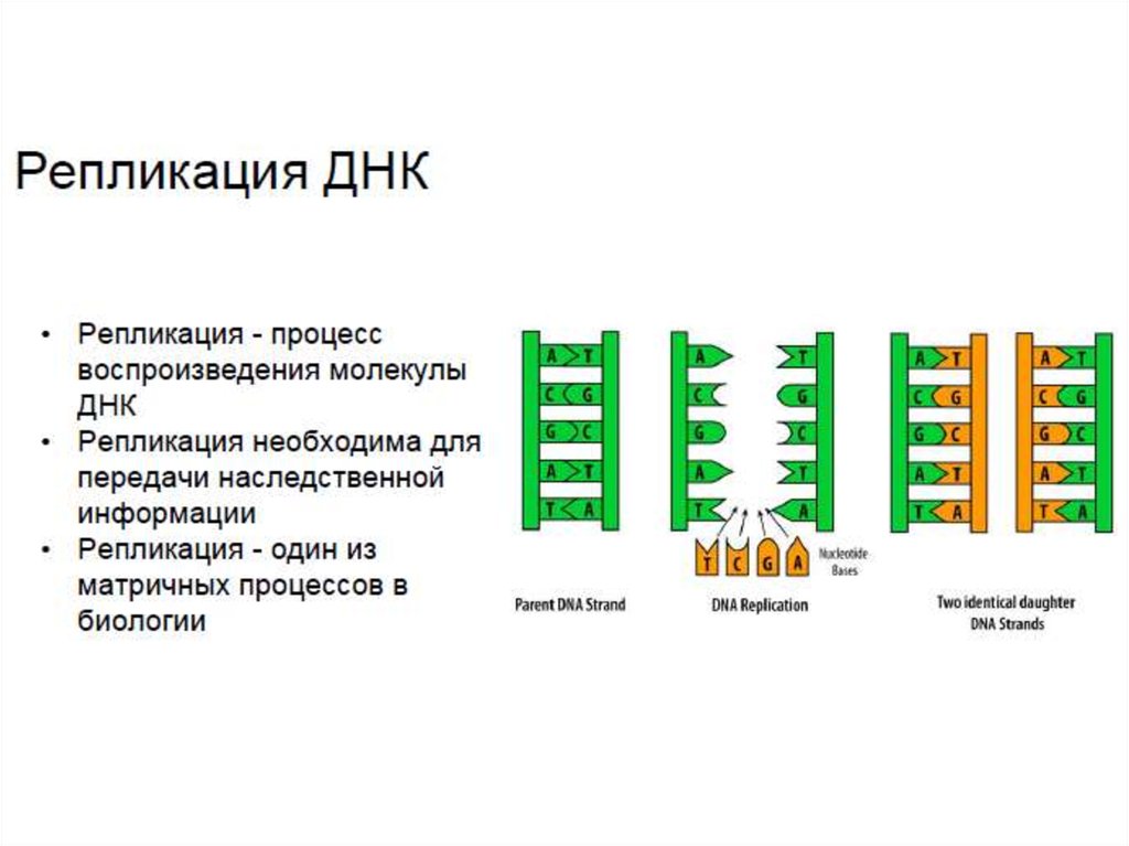 Курсы молекулярной биологии. Молекулярная биология клетки Уилсон.