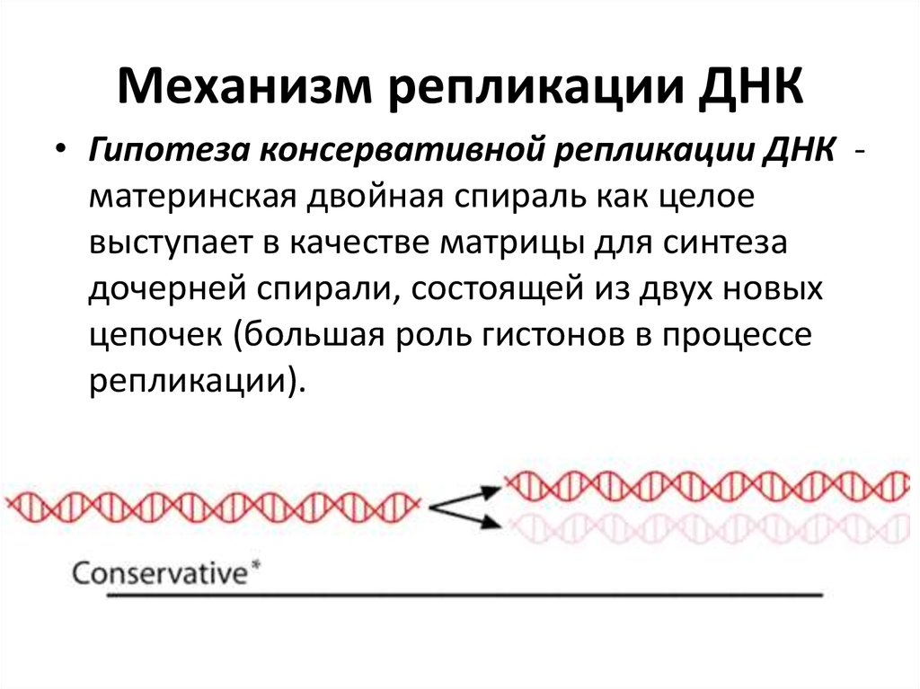 Фактор репликации. Механизм репликации ДНК. Репликация это в биологии. Репликация ДНК. Этапы репликации ДНК.