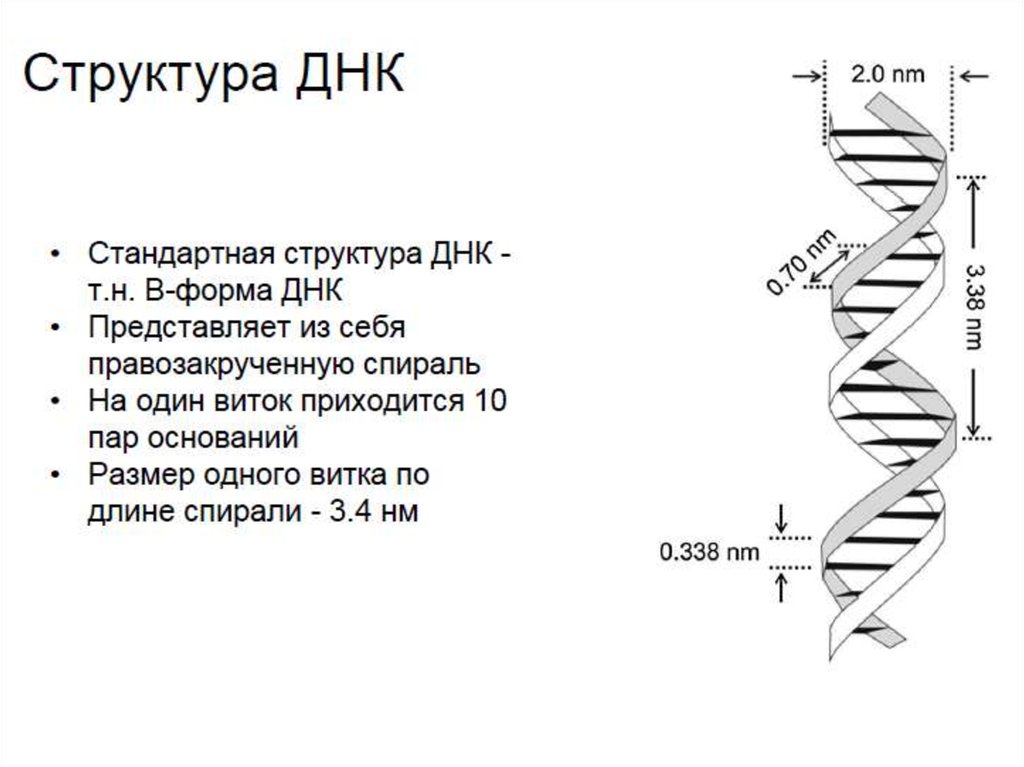 Линейная дне. Линейная молекула ДНК. Линейная и Кольцевая молекула ДНК. Проблема недорепликации концов линейных молекул ДНК. У кого линейная и Кольцевая молекула ДНК.