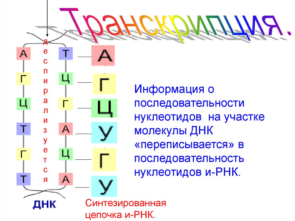 Интернет консультация по биологии в формате ЕГЭ 2010 год часть 3 - презентация о