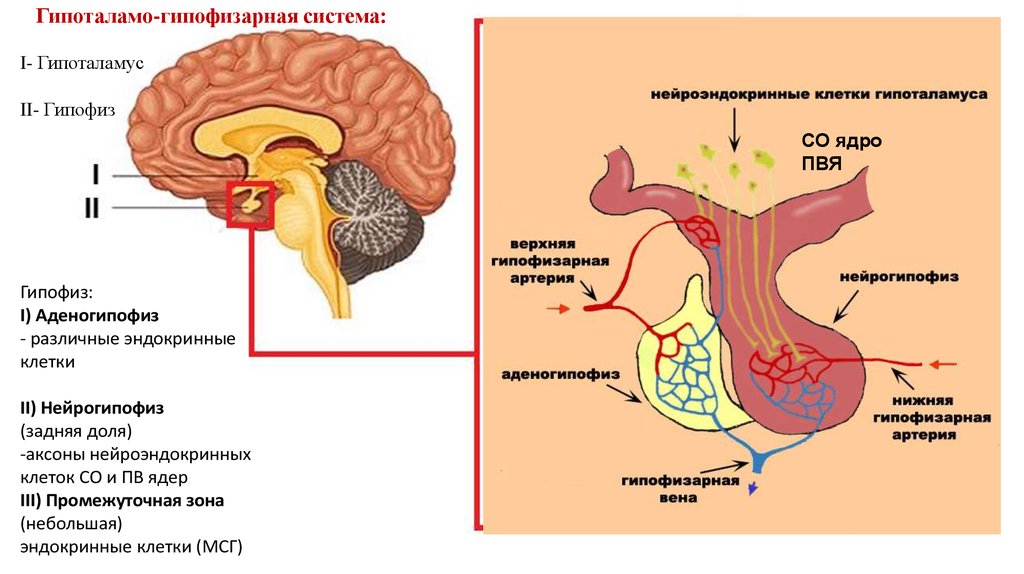 Какой гормон головной мозг. Гипоталамо гипофиз система. Нейрогипофиз гипоталамо гипофизарная система. Промежуточный мозг. Гипоталамо-гипофизарная система. Гипоталамус и гипофиз схема.