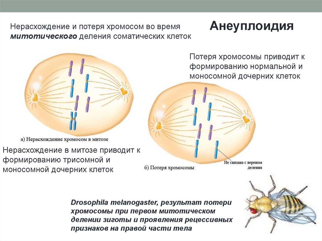 В соматических клетках после митоза. Хромосомы при делении клетки. Хромосомы во время митоза. Нерасхождения хромосом в митозе. Потеря хромосомы.