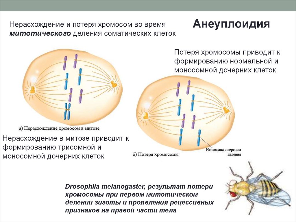 Митотические хромосомы. Хромосомы при делении клетки. Формирование хромосом. Хромосомы в дочерних клетках. Хромосома в дочерних клеткаъх.