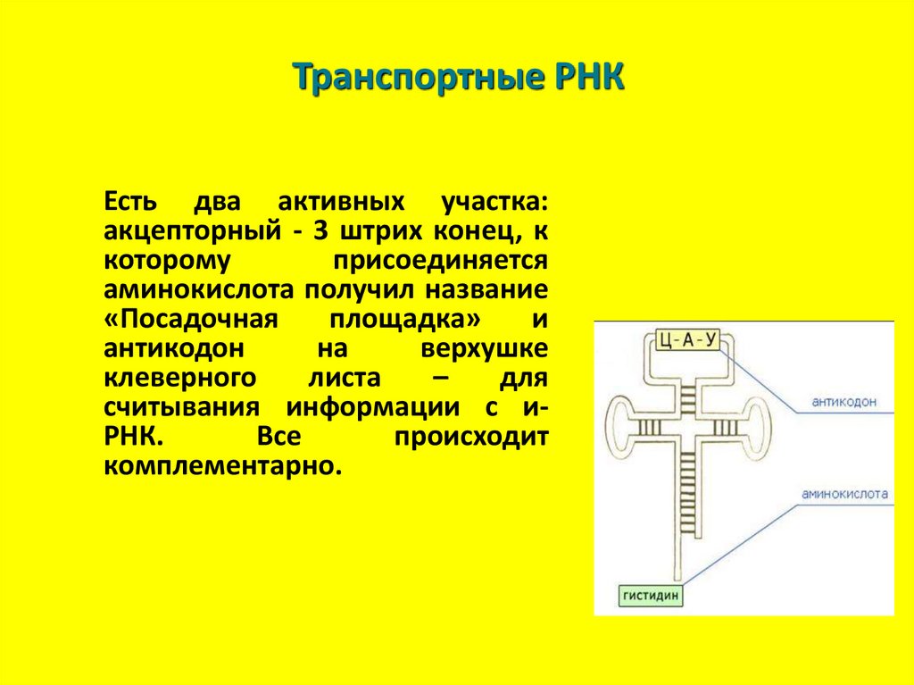 Функция антикодона