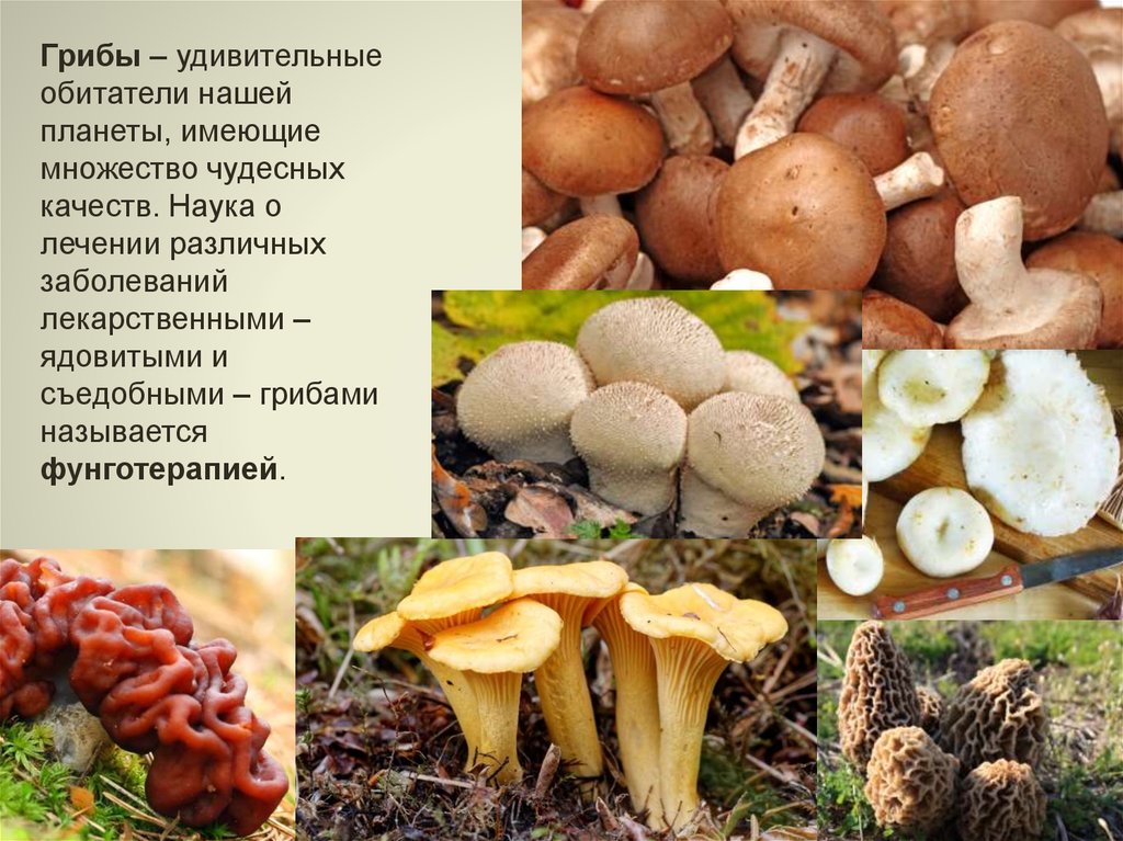 Грибы строчки фото и описание. Строчки грибы. Строчки съедобные. Строчки грибы ядовитые. Строчки грибы съедобные и несъедобные.