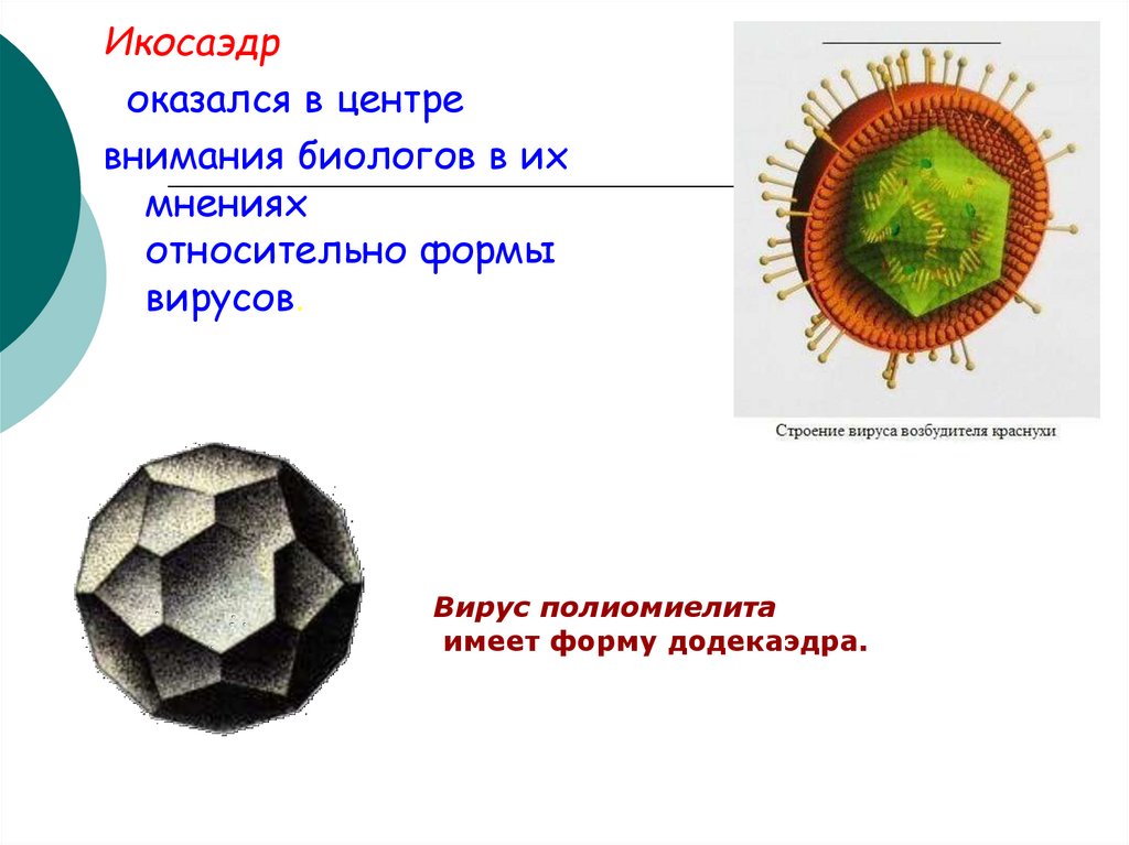 Презентация многогранники в биологии