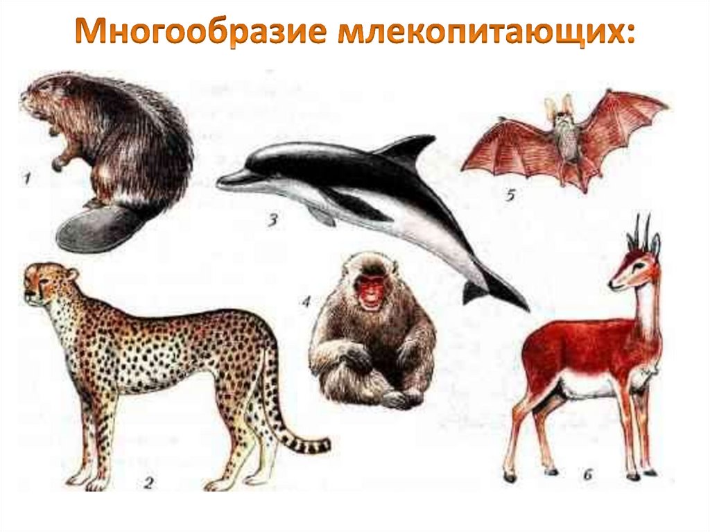 Млекопитающие животные примеры названия