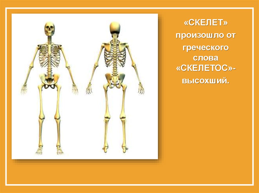 Опора тела организмов 10 класс презентация