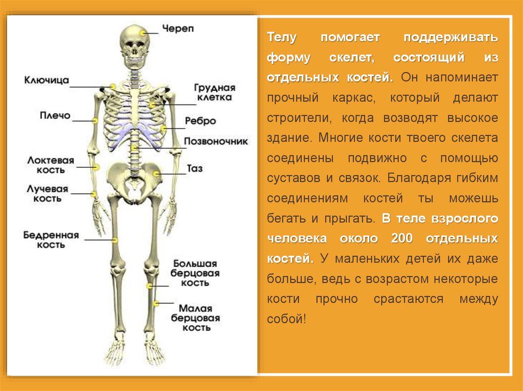 Кости человека 4 класс окружающий мир. Самая прочная кость у человека. Самые сильные кости человека. Самая крепкая кость у человека. Самая прочная кость скелета.