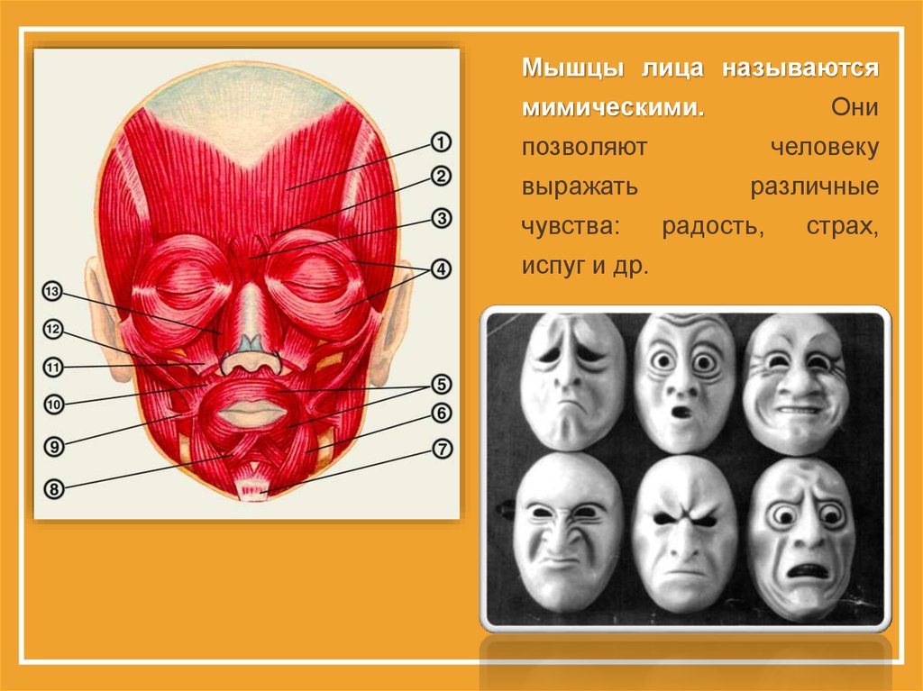 Лицо какое связана. Мышцы лица эмоции. Мышцы лица разные эмоции. Движение мышц лица называется. Значимые движения мышц лица называются.