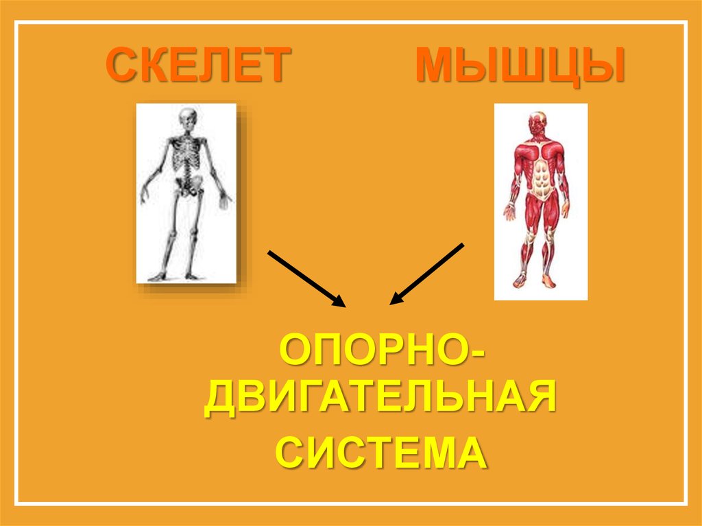 Презентация опора тела и движение презентация 3 класс окружающий мир плешаков школа россии