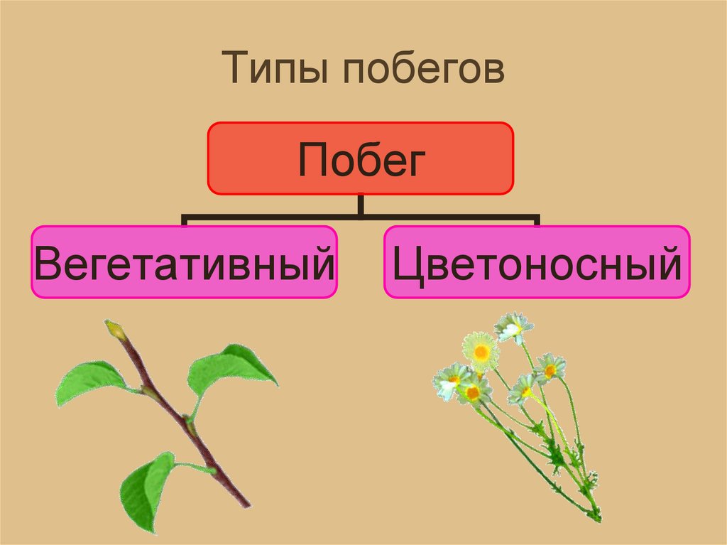 Типы побегов