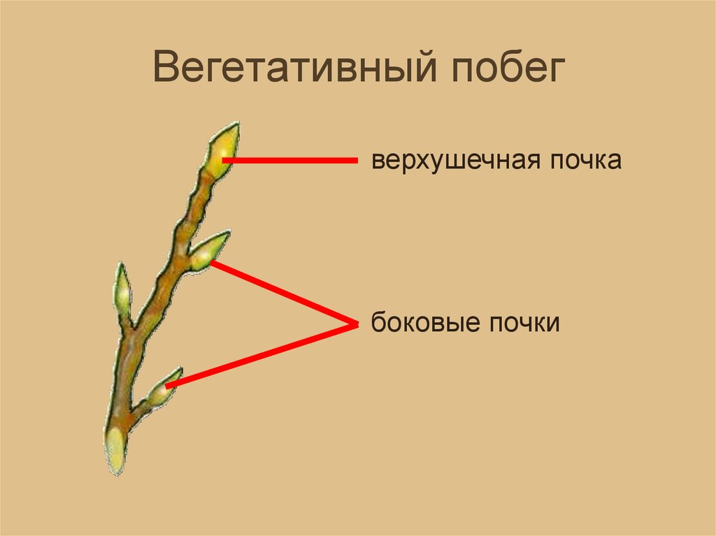 Из какой семени формируется главный побег растения