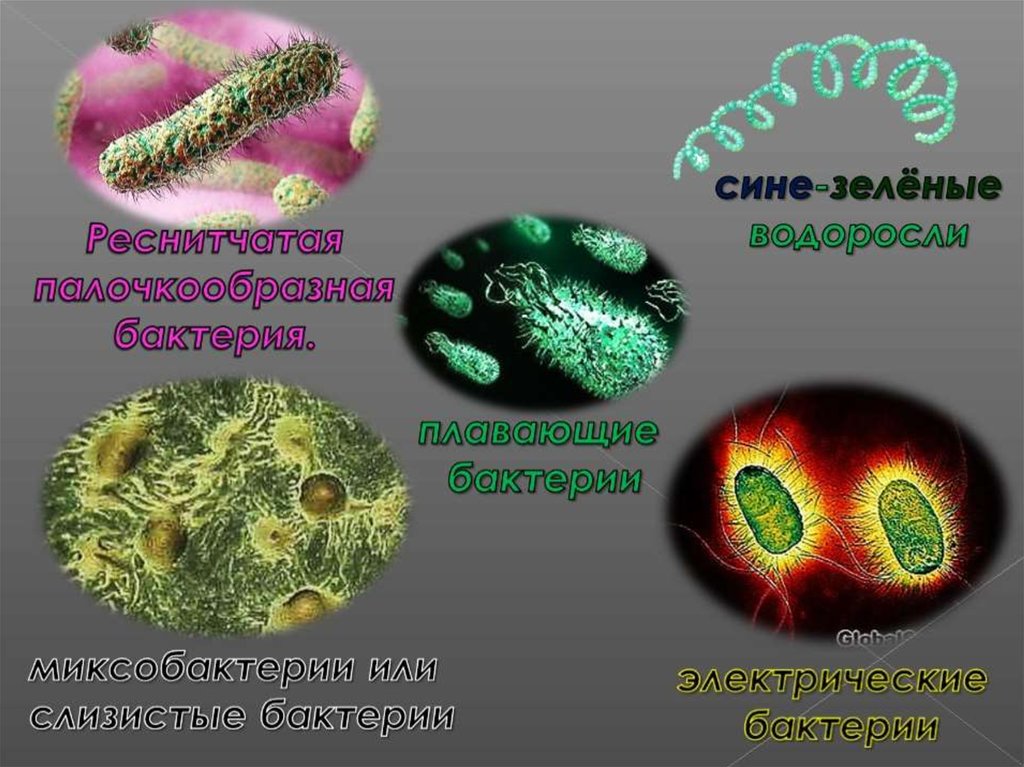 Разновидность бактерий презентация