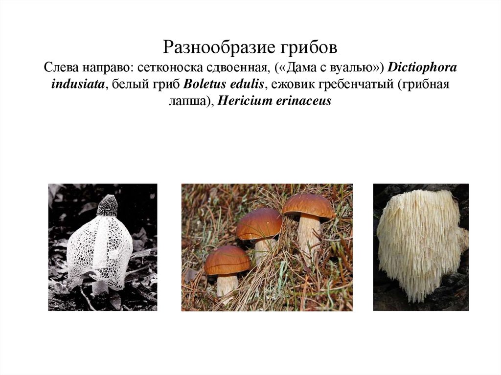 Сообщение многообразие грибов