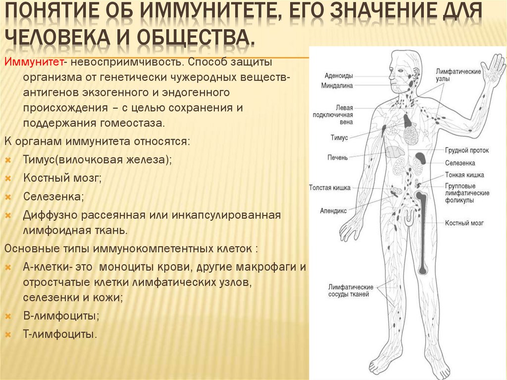 Проект иммунитет на страже здоровья человека 8 класс