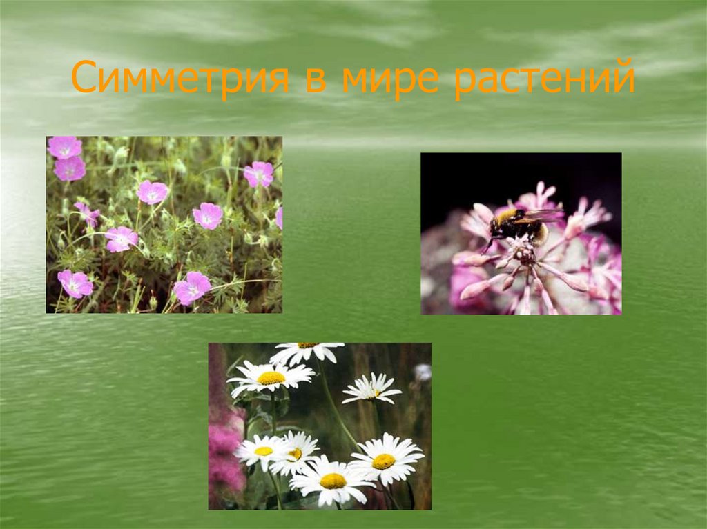 Симметрия в мире растений