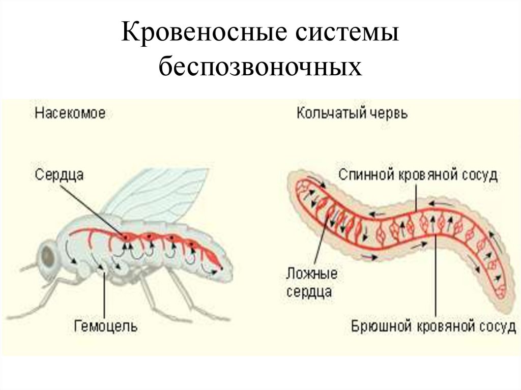 Кровеносная система насекомых выполняет функции