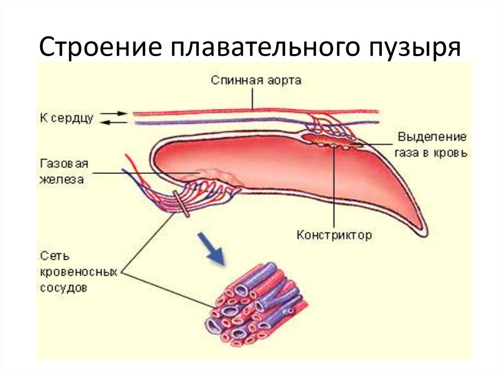 Как приготовить воздушный пузырь от рыбы