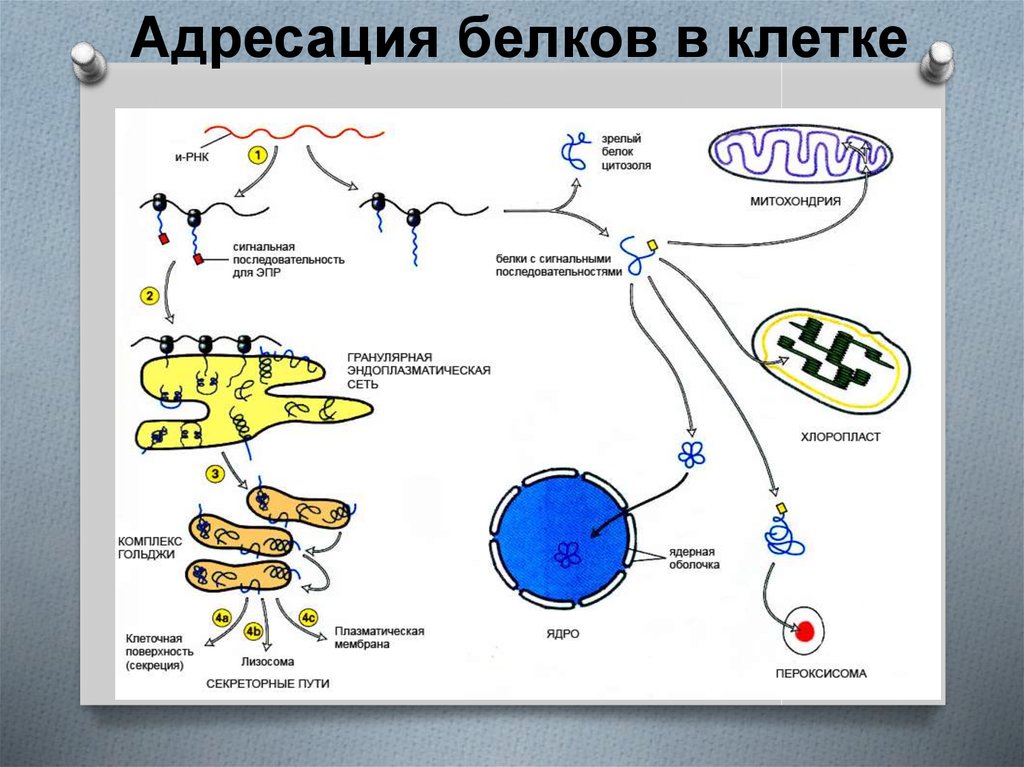 Клеточный белок. Клетки белков. Местом образования белков в клетках являются. Схема белков в клетке. Клетка для белки.