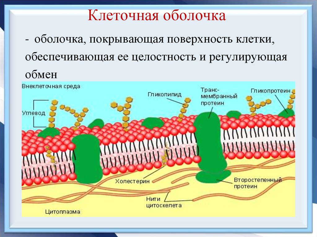 Функции мембраны клетки является. Строение оболочки и мембраны растительной клетки. Строение и функций клеточной оболочки и клеточной мембраны. Клетка биология строение мембрана. Структура клеточная стенка клеточная мембрана.
