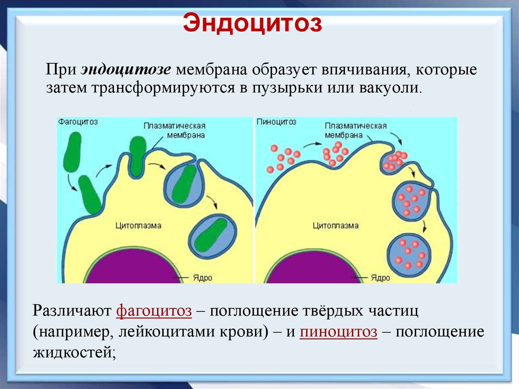 Последовательность эндоцитоза. Эндоцитоз этапы фагоцитоза пиноцитоз. Эндоцитоз через плазматическую мембрану. Активный транспорт эндоцитоз экзоцитоз. Эндоцитоз фагоцитоз мембранный транспорт.