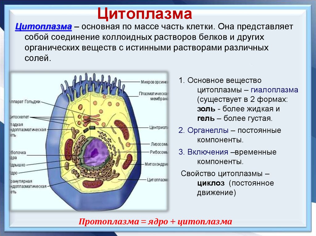 Внутренняя среда клеток органоид. Строение эукариотической клетки цитоплазма клетки. Клеточная структура цитоплазмы. Строение цитоплазмы клетки эукариот. Строение цитоплазмы эукариотической клетки.