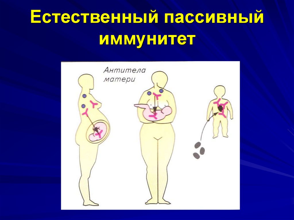 Пассивный иммунитет. Естественный пассивный иммунитет. Естественые. Пассивный им. Естественный пассивный Иммутин. Длительность пассивного иммунитета.