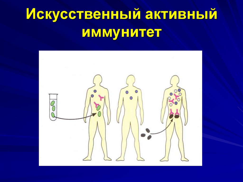 Презентация по теме иммунитет