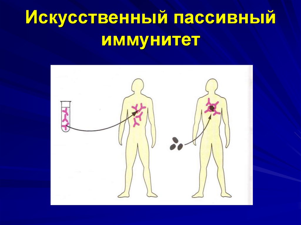 Искусственный активный иммунитет. Пассивный иммунитет. Искусственный пассивный иммунитет. Пассивный искусственный иммунитет формируется.