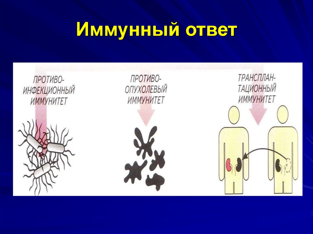 Воспаление ответ. Иммунный ответ на воспаление. Воспаление и иммунитет. Иммунное воспаление презентация. Иммунное воспаление 1 типа.