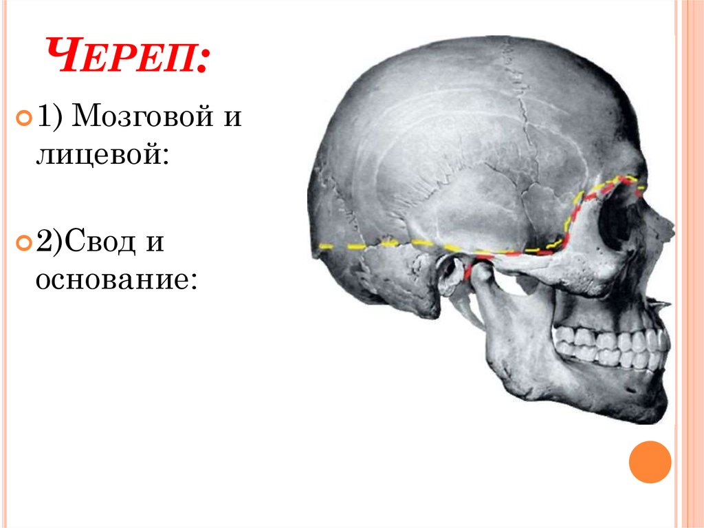 Основание черепа где. Свод черепа и основание черепа. Кости свода мозгового отдела черепа. Свод и основание мозгового отдела черепа. Граница мозгового и лицевого отделов черепа.